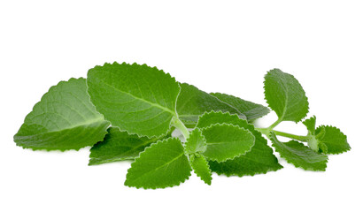 Mint leaves isolated on a white background