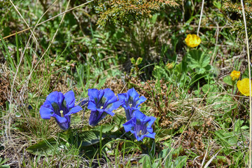 Enzian, Alpenenzian, Alpen-Enzian, Enziangewächs, Blume, Alpenblume, Blüte, Blütenkelch,...