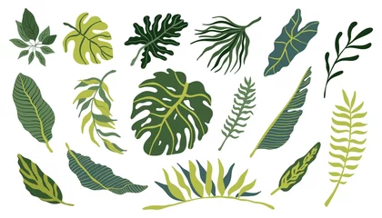 Fotobehang Tropische bladeren Tropical vector hand drawn leaves collection in trendy colors on white background. Monstera leaves, banana leaves, alocasia set