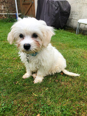A fluffy cavapoo puppy dog sat outside in the garden.