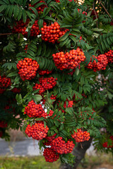rowan branches red berries on a branch