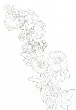 pencil sketch of beautiful flowers on a branch with leaves, black-white contour of flowering