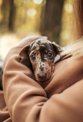  dachshund puppy portrait merle dog eyes