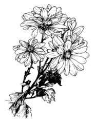 Chrysanthemum flowers bouquet. Vector linear botanical illustration. Realistic natural sketch graphics. Isolated element.
