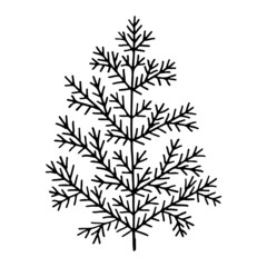 Doodle coniferous tree line art. Forest spruce and pine. Hand drawn vector illustration. Christmas winter graphics simple sketch. Isolated design element.