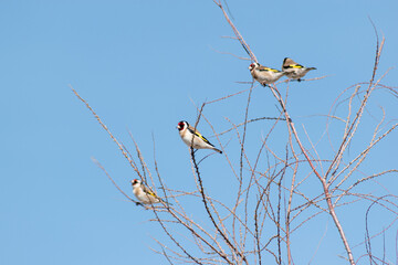 goldfinch (carduelis carduelis) perched in the branches of a tree singing