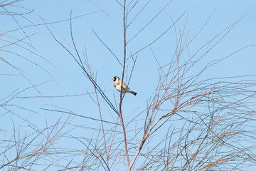 goldfinch (carduelis carduelis) perched in the branches of a tree singing