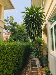 Planting Dracaena fragrans or Cornstalk dracaena in Thailand.