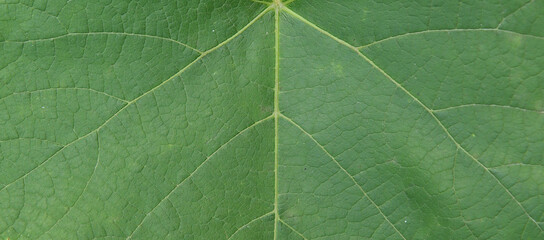 Green leaf of grapes. Textured background.