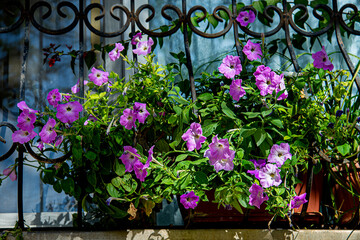 Цветы разные. Цинния, Космея, Тапинамбур, вьюны