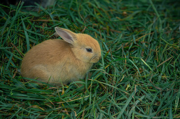 little rabbit in the grass