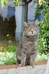 sitting cat staring at you