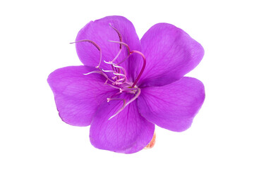 Tibouchina purple flower isolated in white background. Tibouchina urvilleana