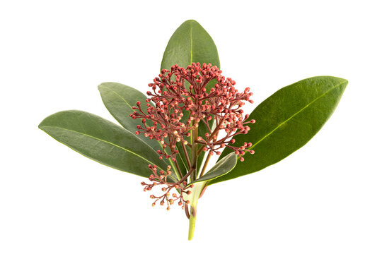 Skimmia japonica twig isolated on white background