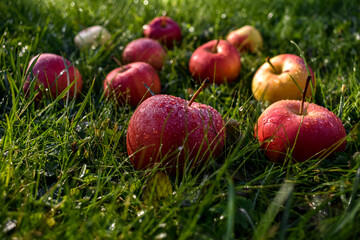 red apples on green grass