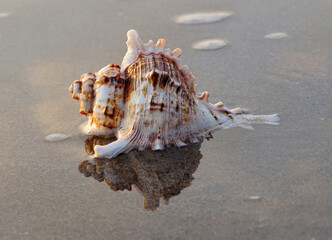 shell on the beach with reflections