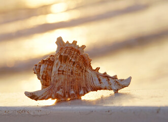 close uo of a shell in a golden sunset