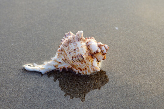 shell on the beach with reflections