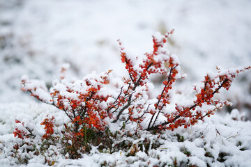 First snow