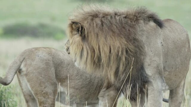 couple of lions during courtship: male flehmens, rises upper lip to analyze fertility of the female, saliva drips, sniffs urine of lioness while female waiting in background