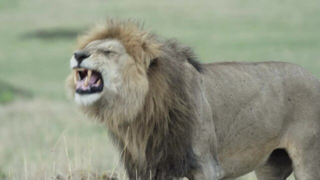 couple of lions during courtship: majestic male flehmens, rises upper lip to analyze fertility of the female, lioness laid down in background