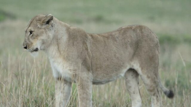 couple of lions during courtship: female stretches body, walks towards male, medium shot in dry African grassland