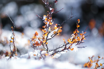 First snow
