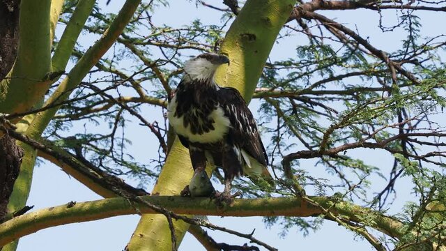 African Fish-eagle - Haliaeetus vocifer large species of white and brown eagle found throughout sub-Saharan Africa, national bird of Namibia, Zimbabwe, Zambia and South Sudan, eating fish on the tree.