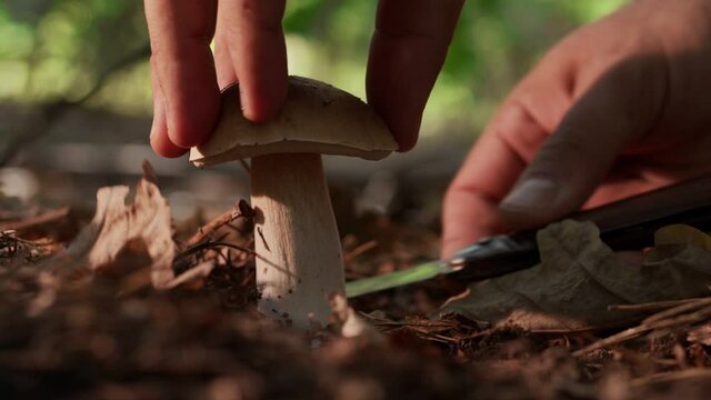 Ripe porcini mushrooms (boletus or cep) in the autumn forest, the hand of a mushroom picker cuts a large porcini mushroom with a mushroom knife. 