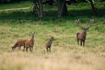 Cerf élaphe, biche, cerf, cervus elaphus