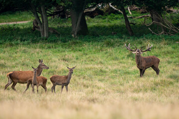 Cerf élaphe, biche, cerf, cervus elaphus