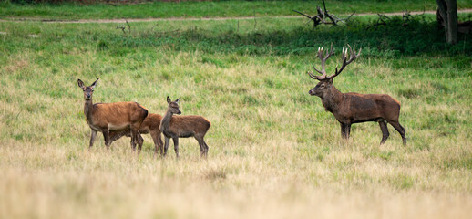 Cerf élaphe, biche, cerf, cervus elaphus