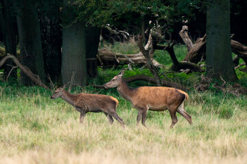 Cerf élaphe, biche, cervus elaphus