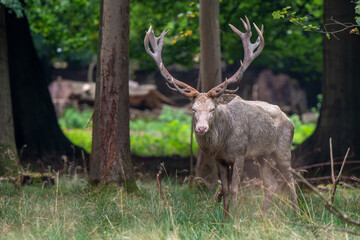 Cerf élaphe, blanc, cerf, cervus elaphus