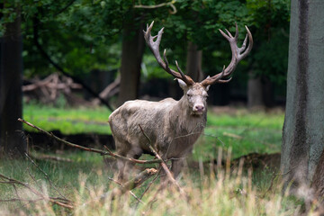 Cerf élaphe, blanc, cerf, cervus elaphus