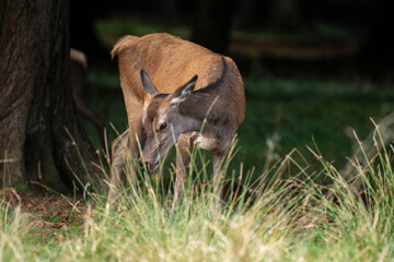 Cerf élaphe, biche, cervus elaphus