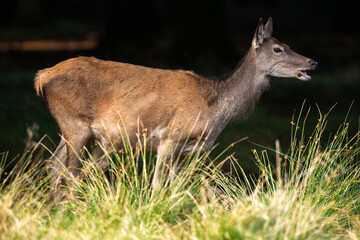 Cerf élaphe, biche, cervus elaphus