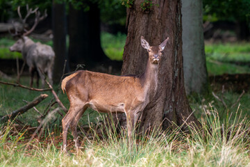 Cerf élaphe, biche, cervus elaphus