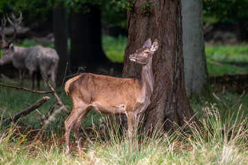 Cerf élaphe, biche, cervus elaphus
