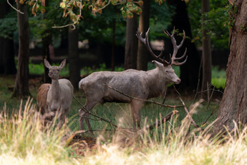 Cerf &eacute;laphe, biche, cerf, brame, cervus elaphus