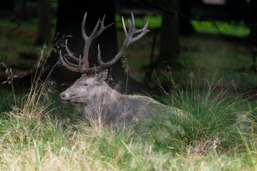 Cerf élaphe, cerf blanc, brame, cervus elaphus
