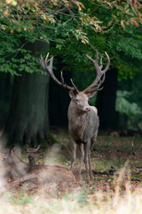 Cerf élaphe, cerf blanc, brame, cervus elaphus