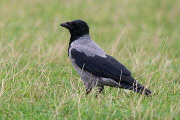 Corneille mantelée,.Corvus cornix, Hooded Crow