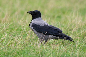 Corneille mantelée,.Corvus cornix, Hooded Crow