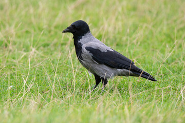 Corneille mantelée,.Corvus cornix, Hooded Crow