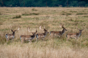 Daim, mâle, femelle, Dama dama