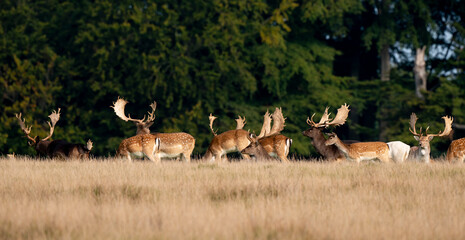 Daim, mâle, femelle, Dama dama