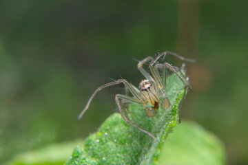the uniqueness of spiders in each region is different in shape