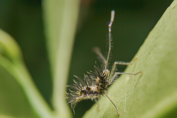 the uniqueness of spiders in each region is different in shape