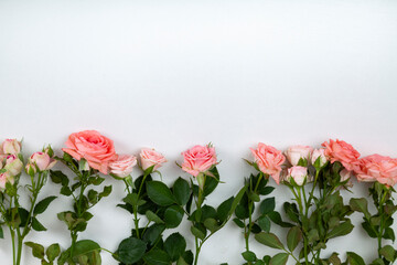 Pink roses on a light wooden background, place for your text.